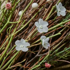 Bouquet décoratif Verilo