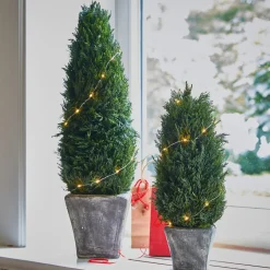 Lot de 2 cyprès Anjette