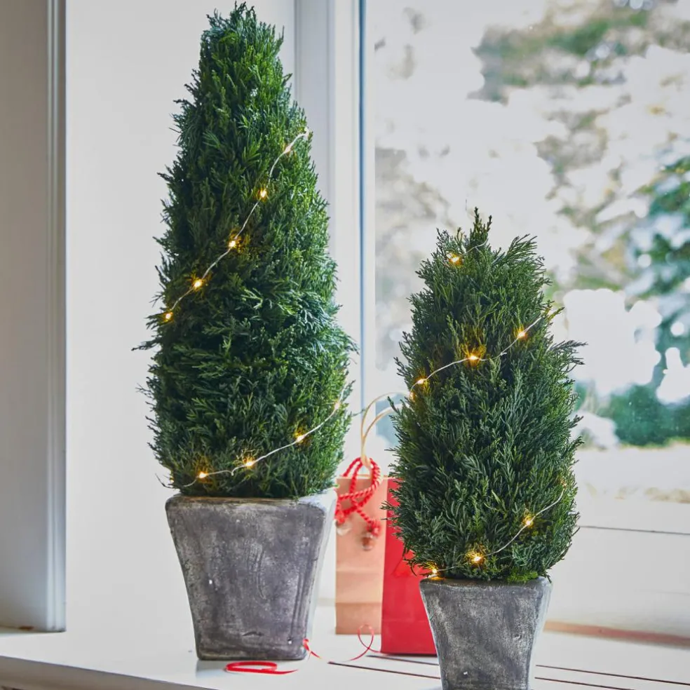 Lot de 2 cyprès Anjette