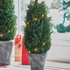 Lot de 2 cyprès Anjette