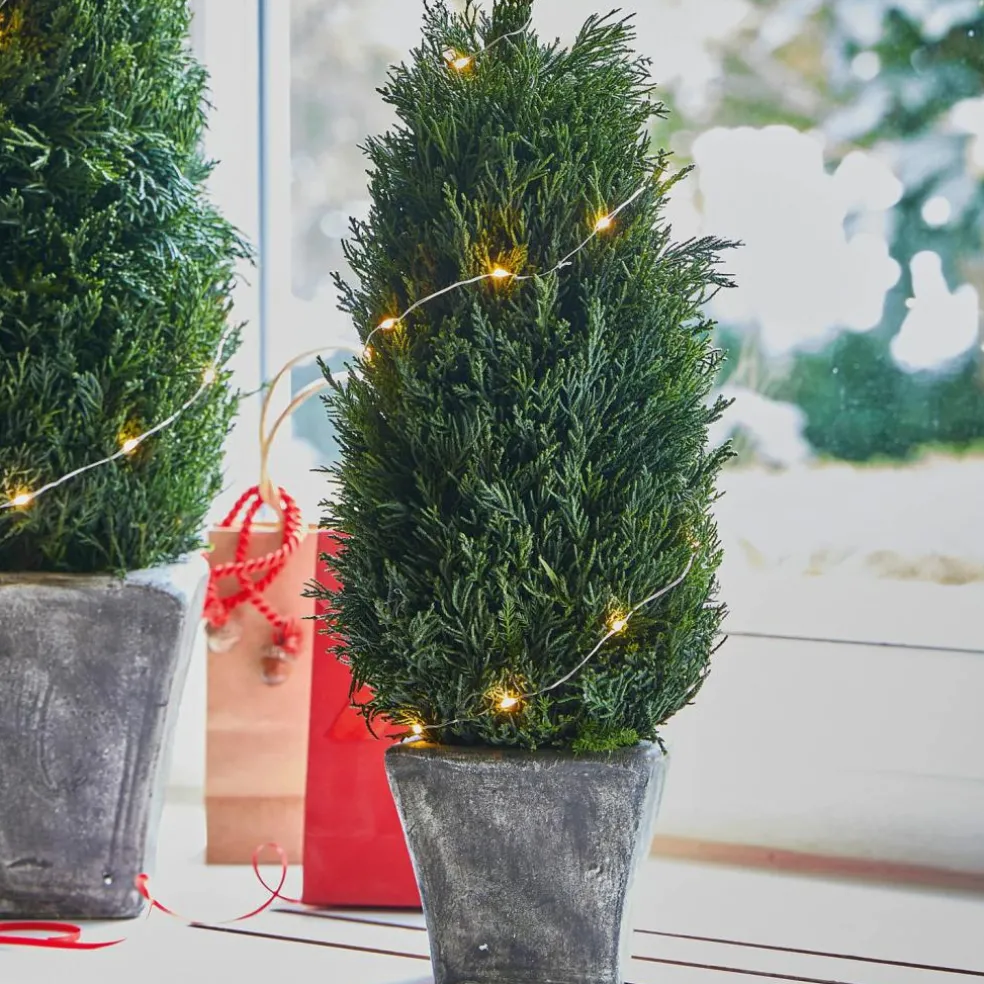 Lot de 2 cyprès Anjette