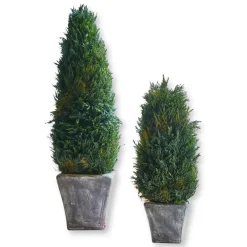 Lot de 2 cyprès Anjette