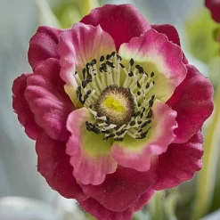 Lot de 3 fleurs décoratives Inara