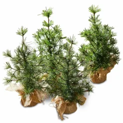 Lot de 4 sapins décoratifs Millies