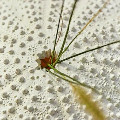 Lot de deux oursins décoratifs Kimbar