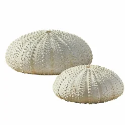 Lot de deux oursins décoratifs Kimbar