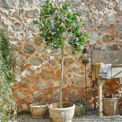 Plante décorative Delbart