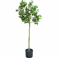 Plante décorative Delbart