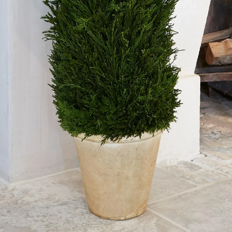 Plante décorative en pot Arras