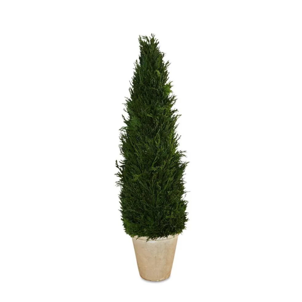 Plante décorative en pot Arras