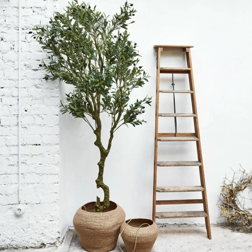 Plante décorative en pot Dambly