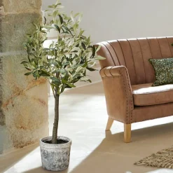 Plante décorative en pot Mariuccia