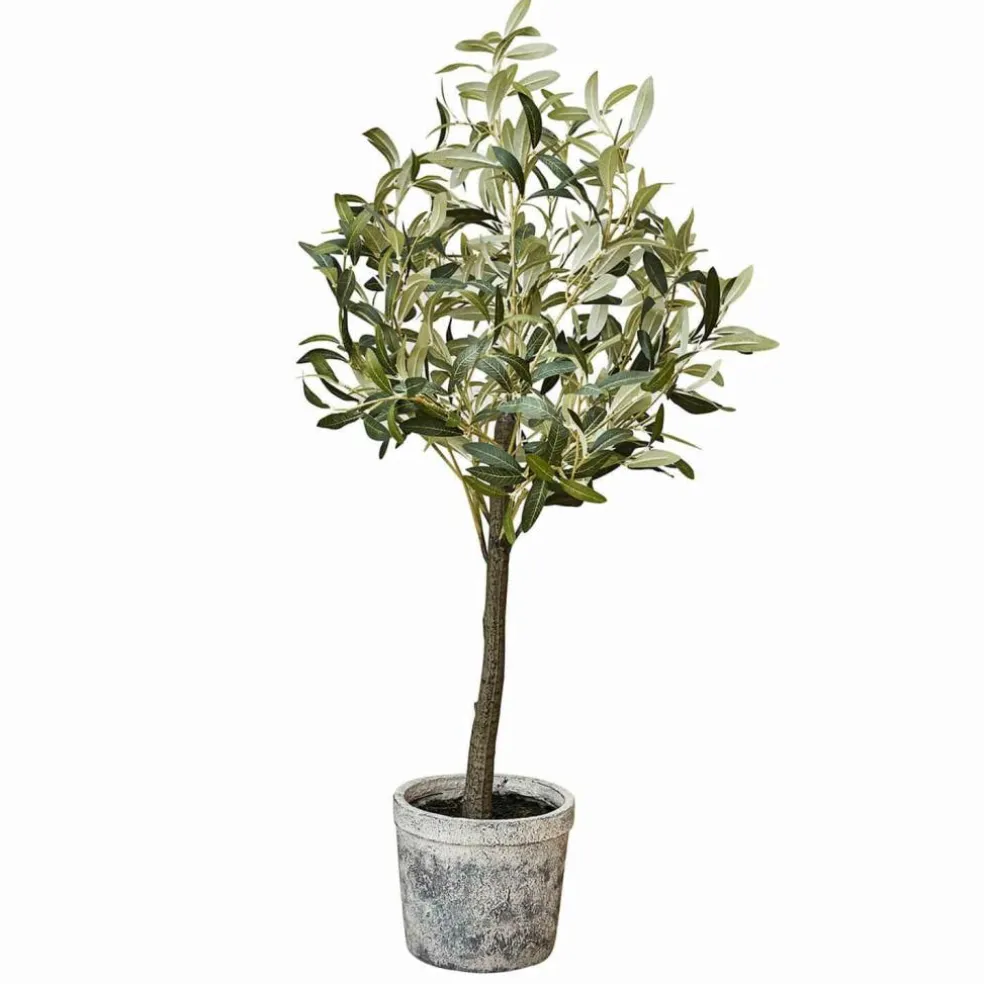 Plante décorative en pot Mariuccia