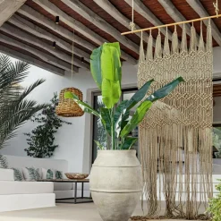 Plante décorative Lennidas