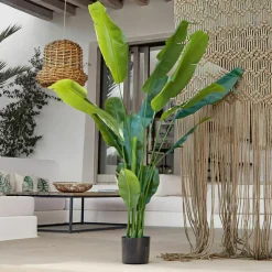 Plante décorative Lennidas