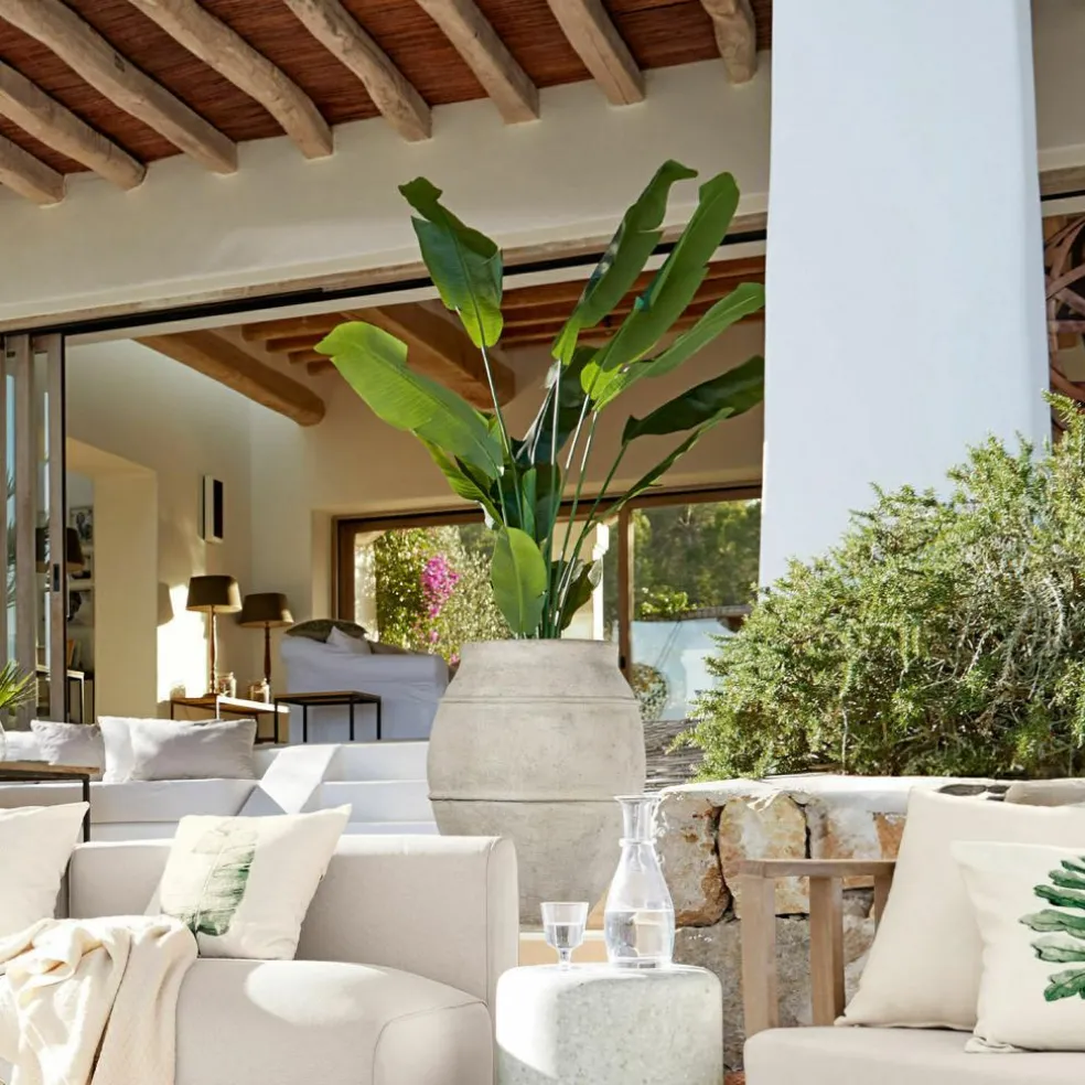 Plante décorative Lennidas